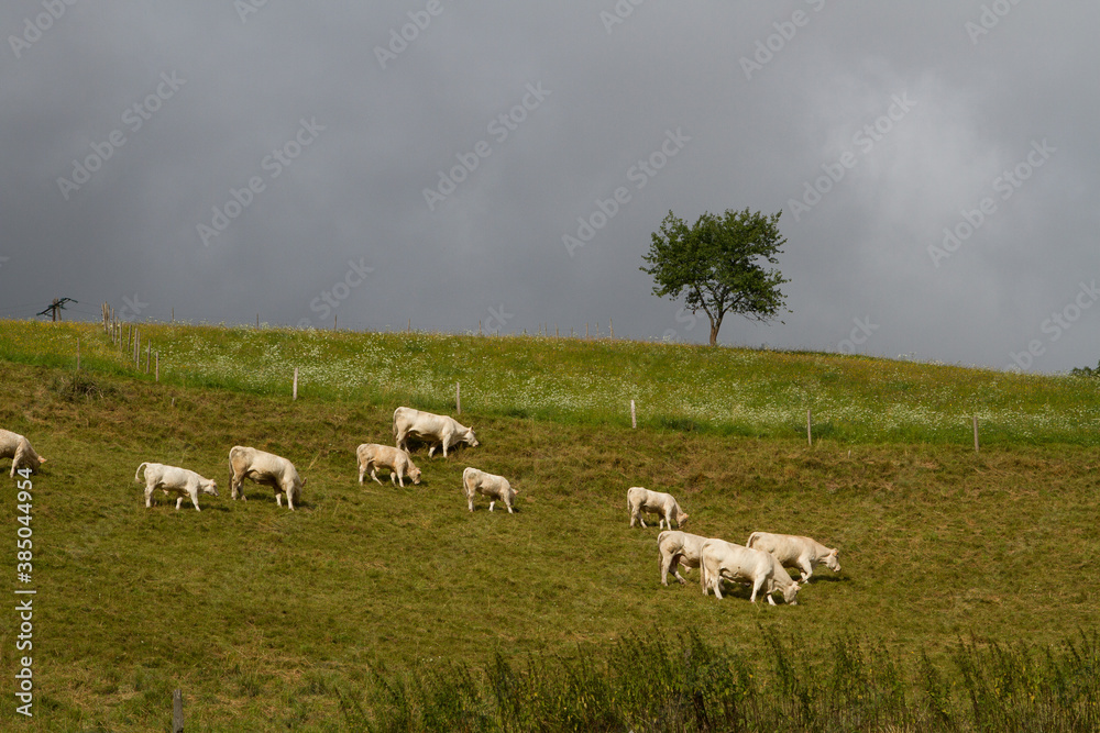 Cows on a field in Alsace France Cows on a field in Alsace France