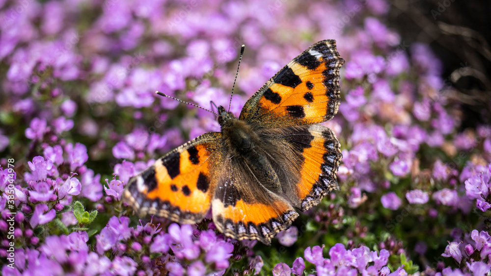 A Small Tortoiseshell Butterfly resting on some flowers A Small Tortoiseshell Butterfly resting on some flowers