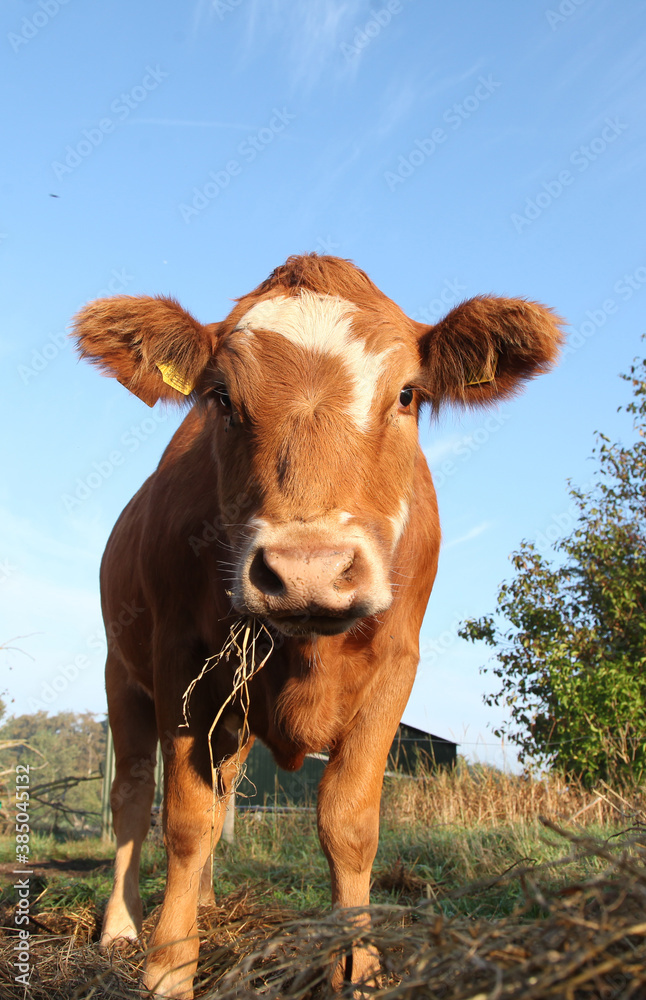 Fototapeta premium Cows on a field in Denmark Scandinavia