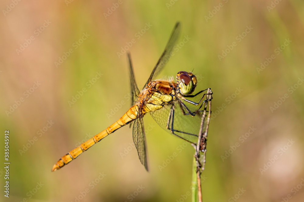 Common Female Darter Dragonfly resting on a pond twig. Northumberland, North East England Common Female Darter Dragonfly resting on a pond twig. Northumberland, North East England