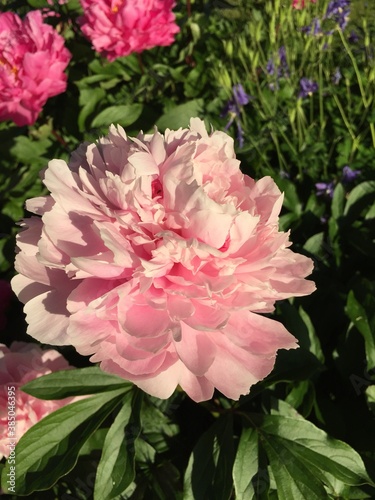 Pink Peony in Close-Up