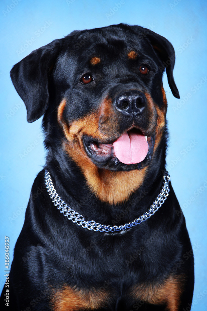 Portrait of a Rottweiler on a blue background with an open mouth