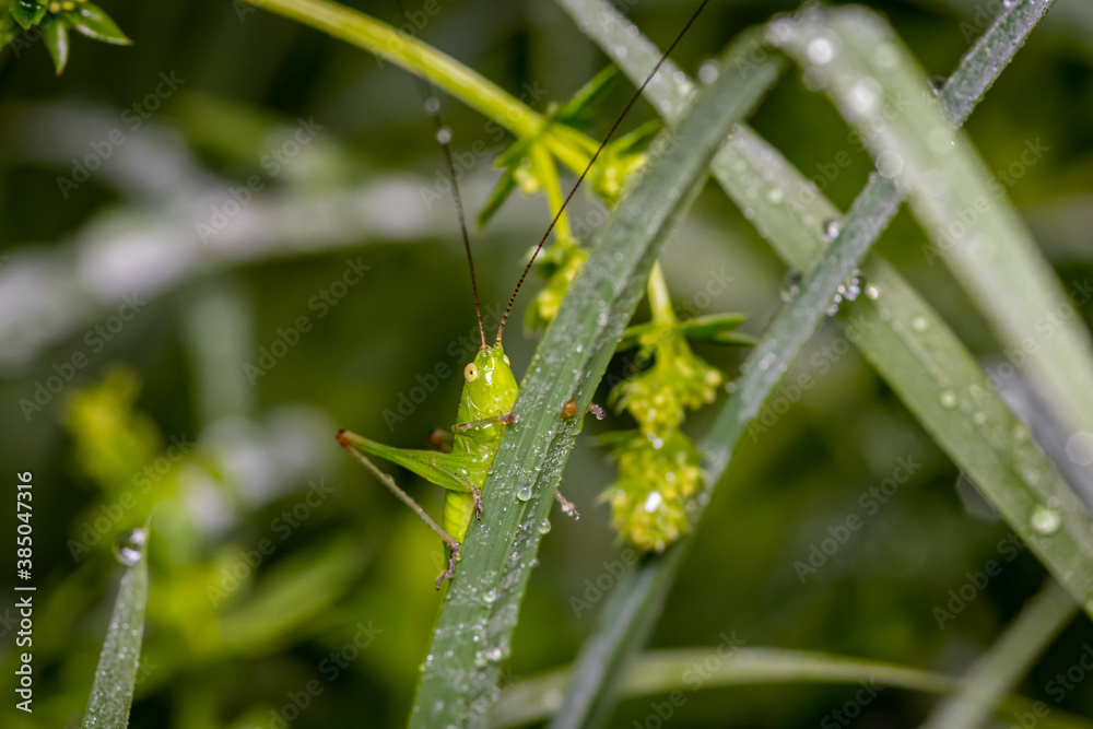 small green grasshopper