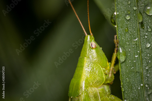 Great green bush-cricket (Tettigonia viridissima) © Gbor