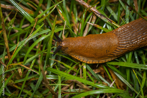 Spanish slug (Arion vulgaris)