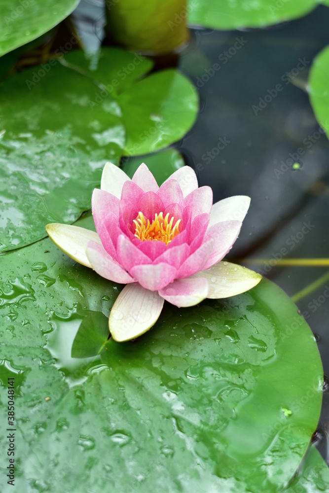 Lovely pink lotus flower in a pond on a rainy day, with leaves around.
Pink zen lotus flower Lovely pink lotus flower in a pond on a rainy day, with leaves around.
Pink zen lotus flower