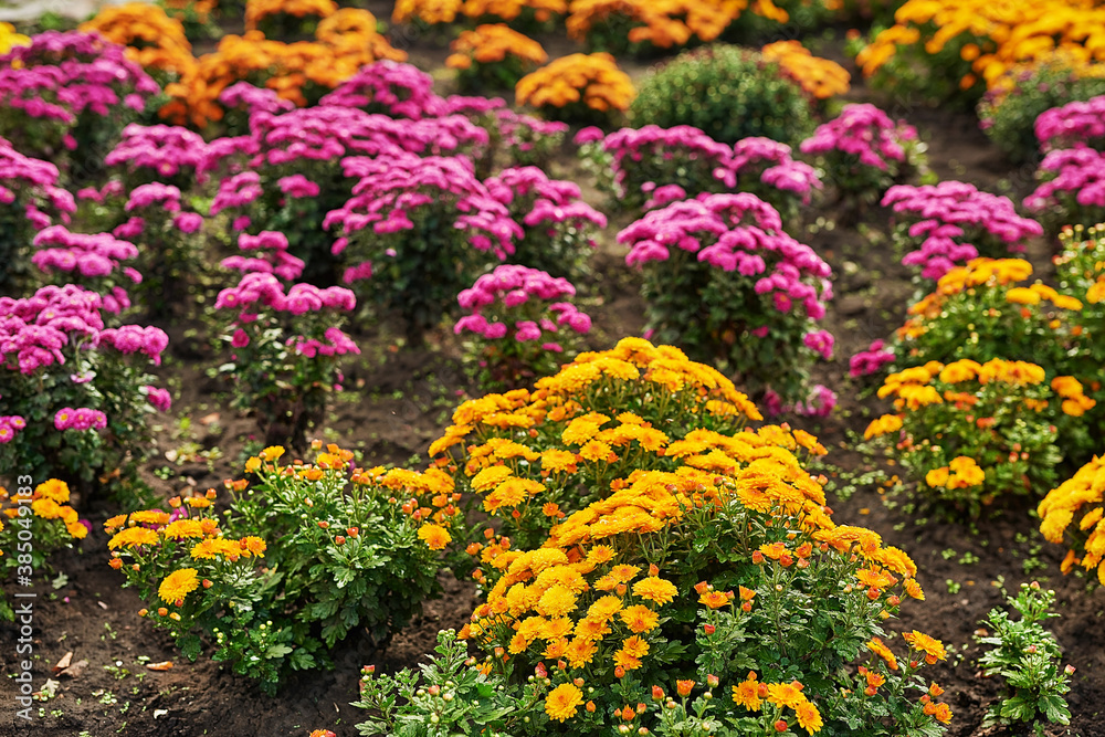 Obraz premium Autumn natural floral background. Colorful flowers in park. Botanical Garden. Growing chrysanthemums. Copy space.
