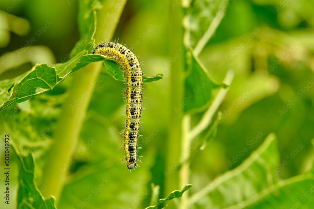 Yellow-green shaggy with black dots caterpillar destroys fresh foliage. Pests threaten the garden site. Yellow-green shaggy with black dots caterpillar destroys fresh foliage. Pests threaten the garden site.