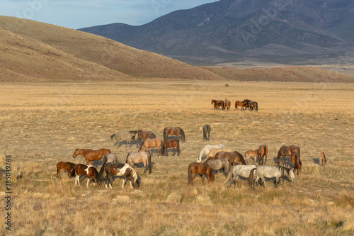 Wild Horses in the Utah Desert © natureguy