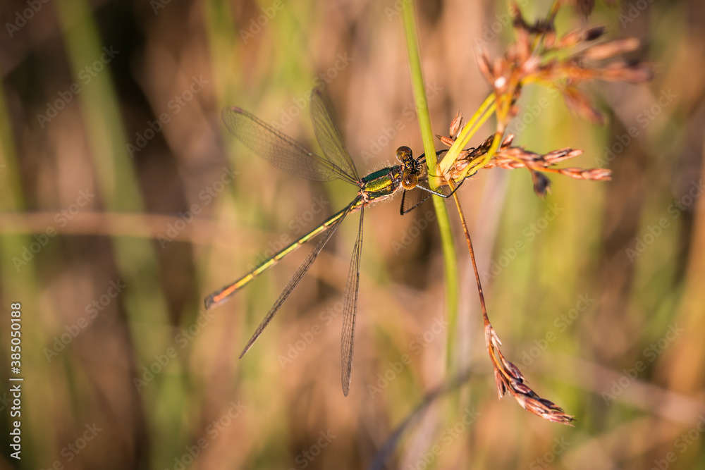 Female Willow Emerald Damselfly perched in the morning sunshine amongst grassland in Kibblesworth, North East England Female Willow Emerald Damselfly perched in the morning sunshine amongst grassland in Kibblesworth, North East England