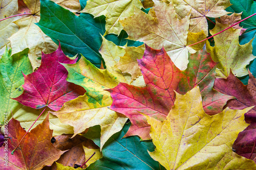 Multicolored autumn leaves. Background from yellow  green and red maple foliage