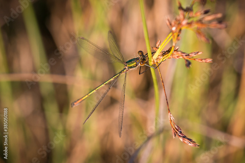 Female Willow Emerald Damselfly perched in the morning sunshine amongst grassland in Kibblesworth, North East England © Will Howe