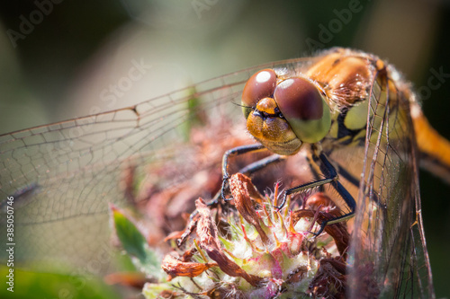 Close-up facial of a Common Female Darter Dragonfly in Northumberland, North East England.