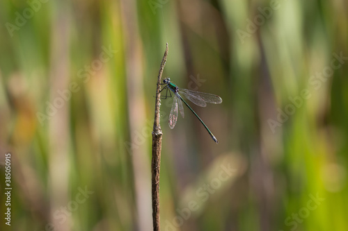 Resting Male Emerald Damselfly on a pond twig in the early morning sunshine in Tyne & Wear, North East England