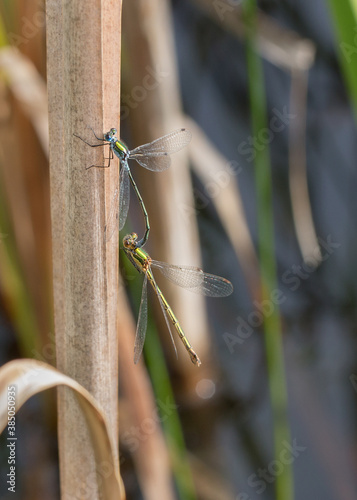 Mating male & female Emerald Damselflies amongst reeds in a small lake in Gateshead, North East England