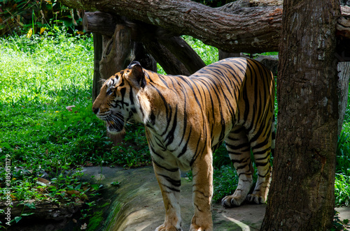 Fototapeta Naklejka Na Ścianę i Meble -  The tiger in the wilderness is looking for prey.
