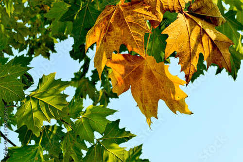 autumn leaf