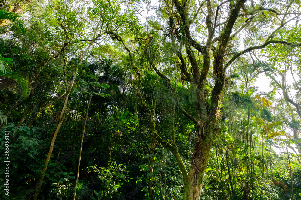 Fototapeta premium trees in the forest