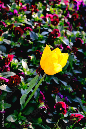 Natural Colourful tulip garden photography © Martha