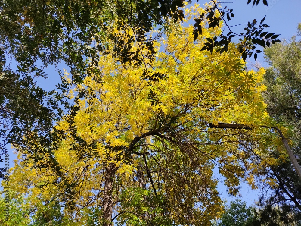 early autumn trees early autumn trees
