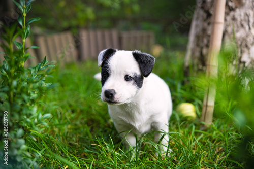 Black white small puppy © dimasobko