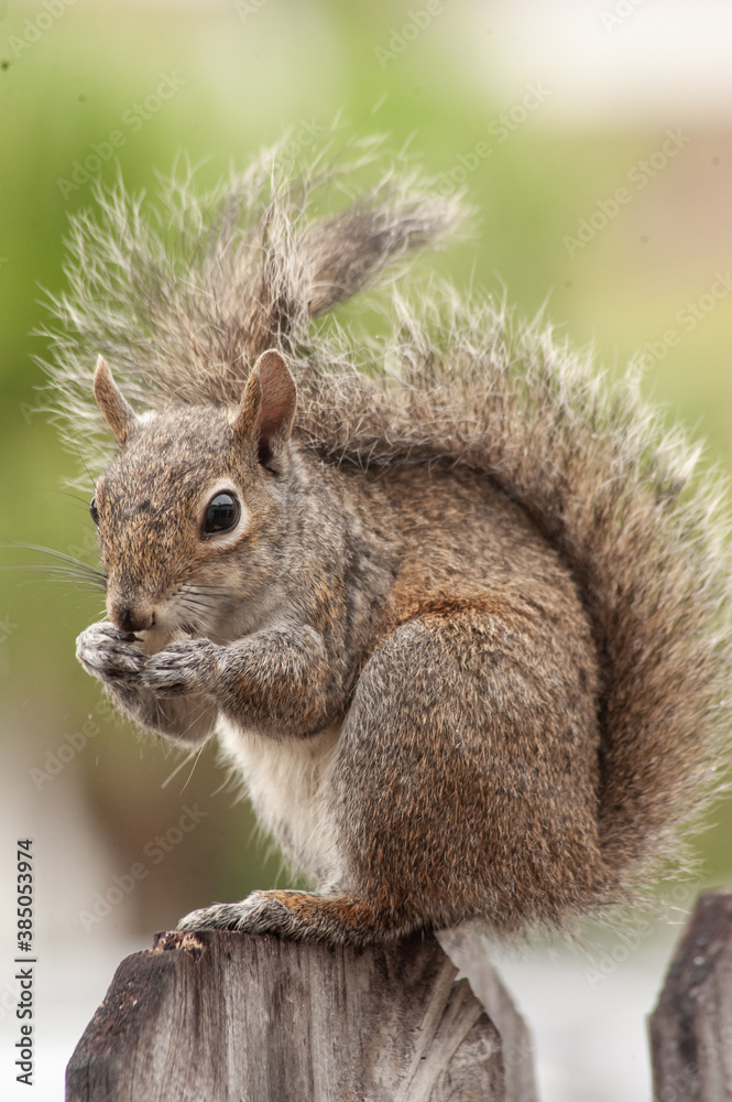 Fototapeta premium ardilla