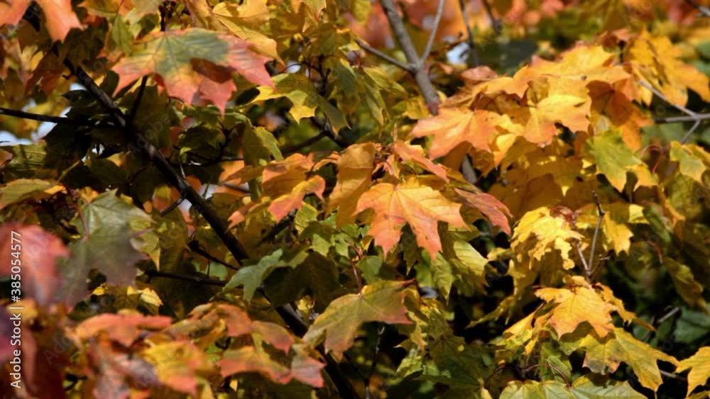 Autumn background-yellow maple leaves in the city Park
Autumn background-yellow maple leaves in the city Park