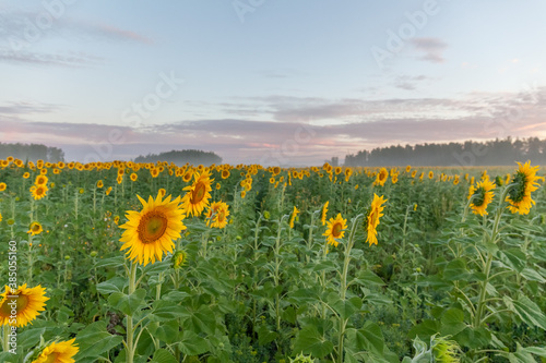 Sunrise over the field of sunflowers, selective focus
