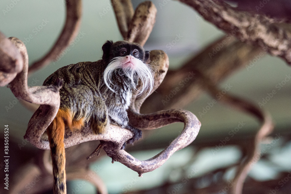 Emperor Tamarin soft focus portrait perched on a tree branch Emperor Tamarin soft focus portrait perched on a tree branch