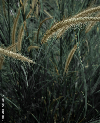 wheat in the wind