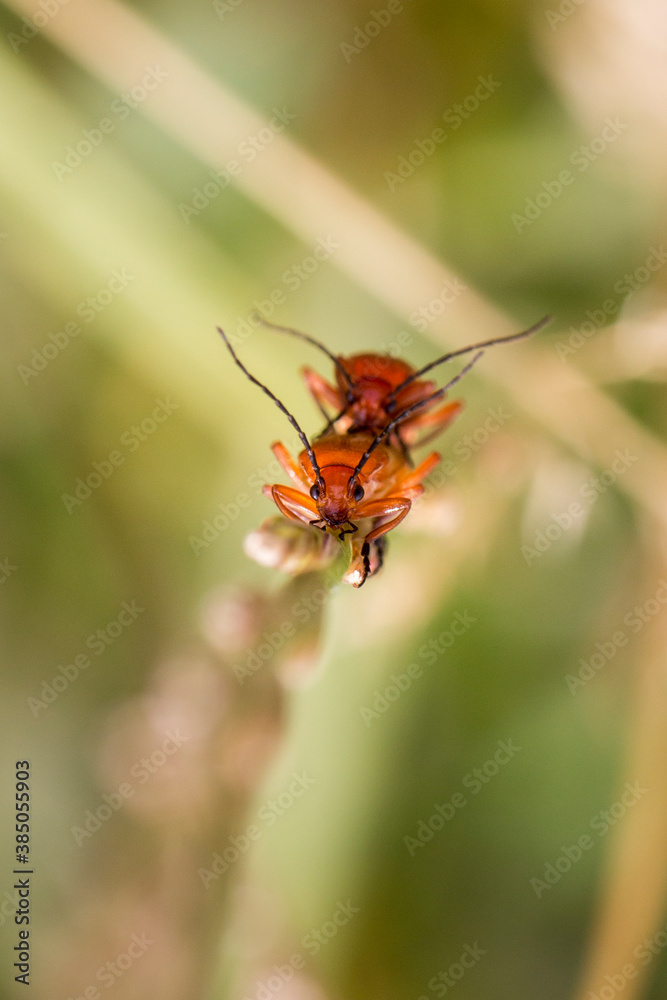 Small red bug perched on a flower macro up close Small red bug perched on a flower macro up close