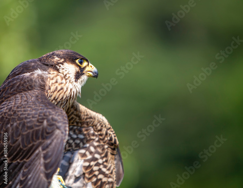 Falcon eating its prey on a wooden post