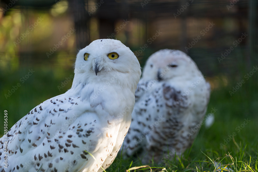 Fototapeta premium Portrait of Snowy Owl (Bubo scandiacus) at the zoo.