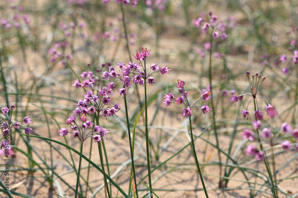 らっきょの花 らっきょの花