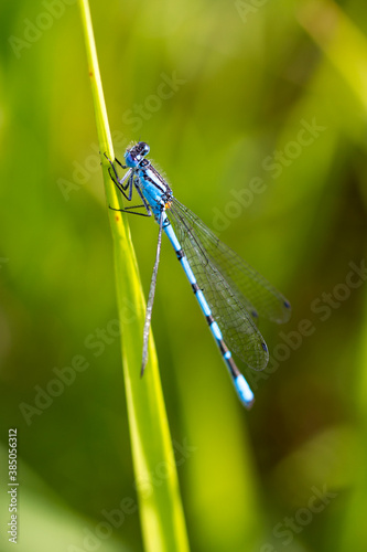 Male Common Blue Damselfly resting on grass photo