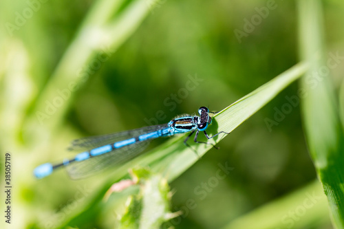 Male Common Blue Damselfly resting on grass photo