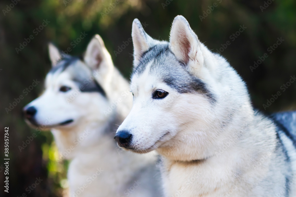 Portrait of two happy dogs, husky breed on a forest background.