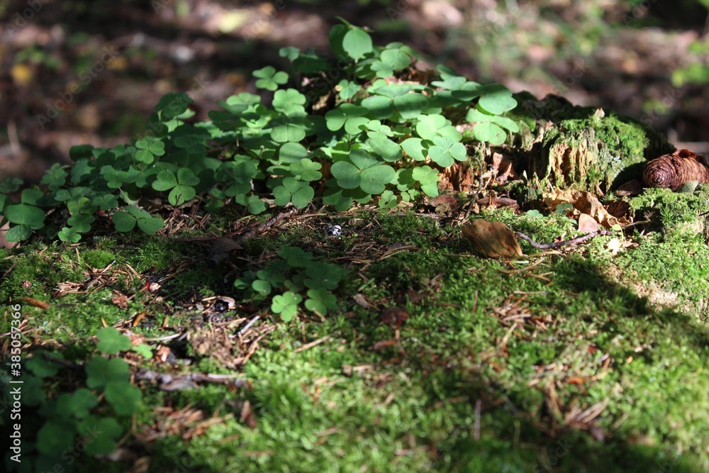 moss on the tree moss on the tree