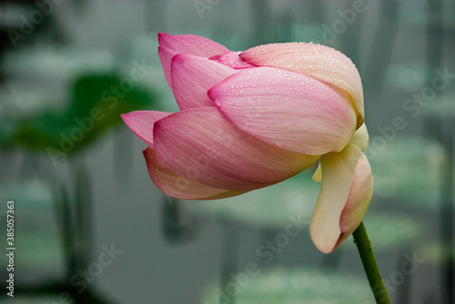 Closeup of blooming pink water lily in a pond with lilypads and dew drops 