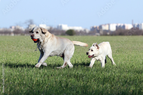 two sweet yellow labradors in the park