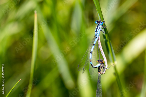 Male and Female Common Blue Damselfly breeding on leaf