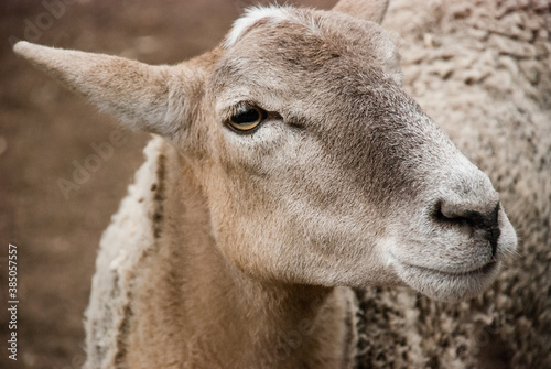 Tight closeup portrait of a domestic farm animal sheep  with unsheared wool