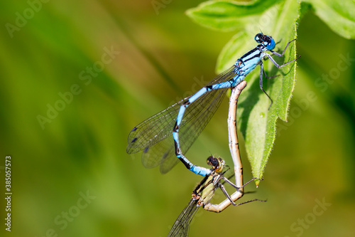 Male and Female Common Blue Damselfly breeding on leaf