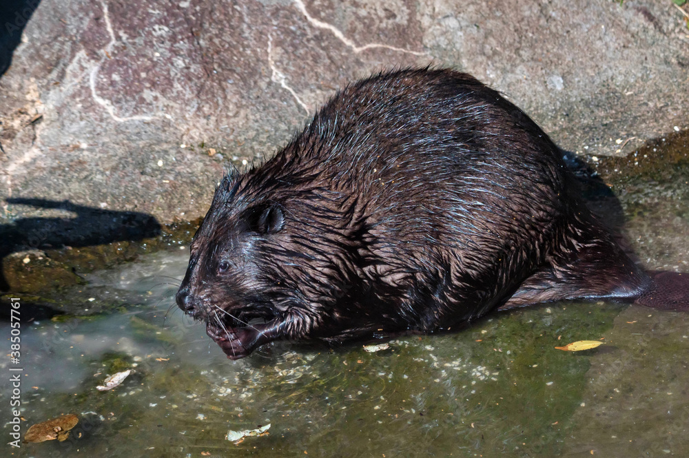 Close up of Eurasian beaver or Castor fiber or European beaver - obrazy, fototapety, plakaty 