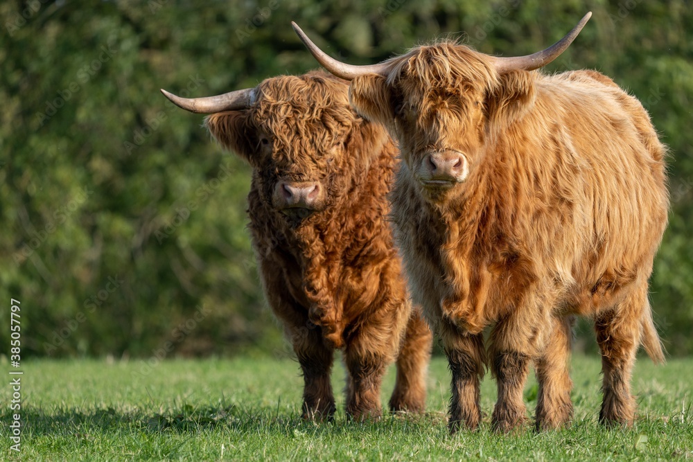 Two highland cows staring at camera Two highland cows staring at camera