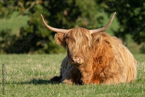 scottish highland cow sitting in field staring at camera 