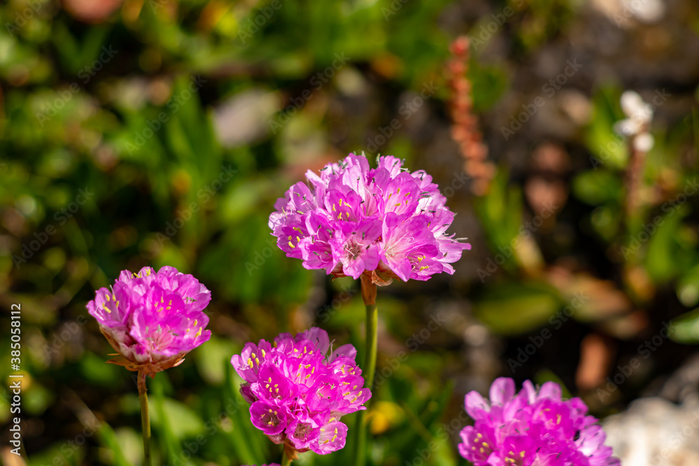 Fototapeta premium Pretty armeria alpina in the mountains 