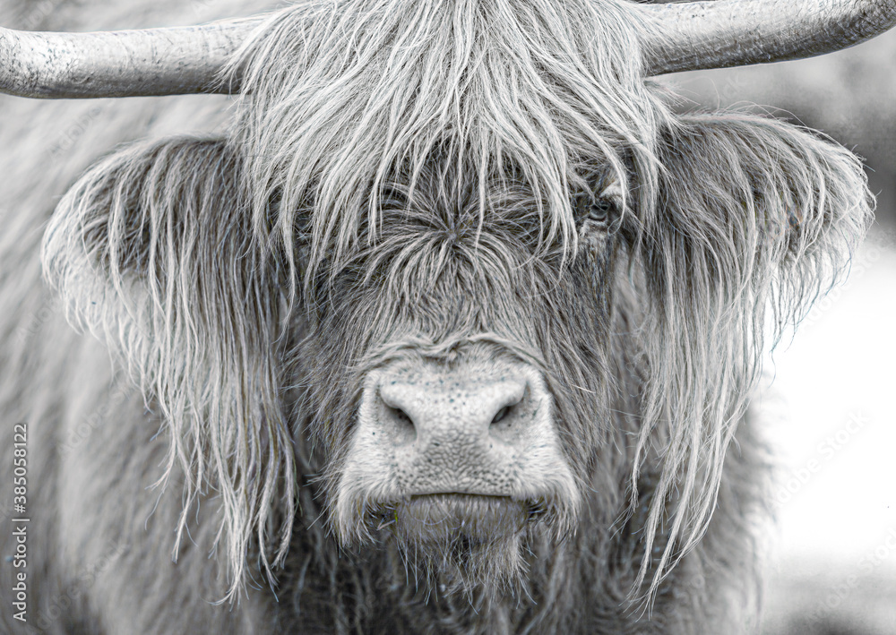 Highland Cattle looking in your eyes with its long hairs
