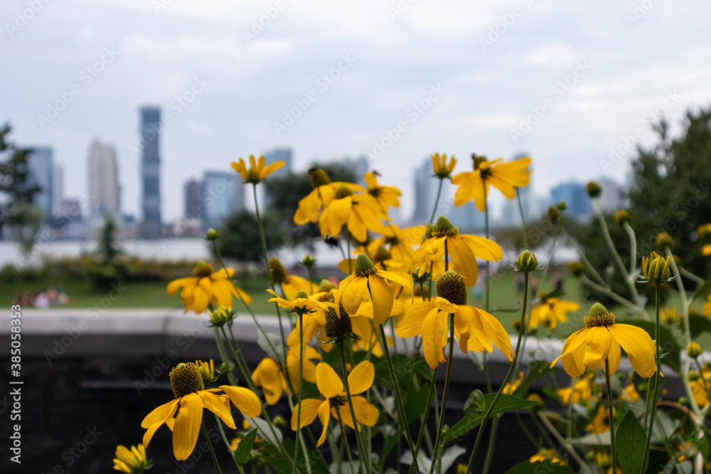 Beautiful Yellow Flowers at Rockefeller Park in Lower Manhattan along the Hudson River during Summer in New York City