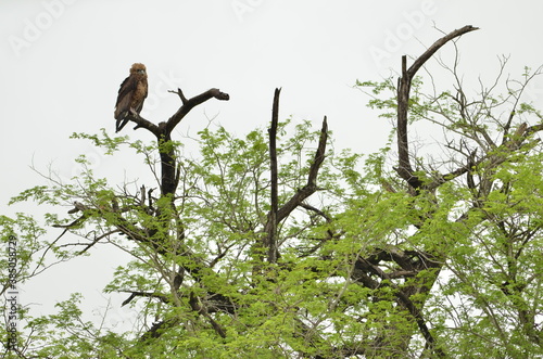 An eagle sitting on a branch of a tree in the Krueger National Park in South Africa